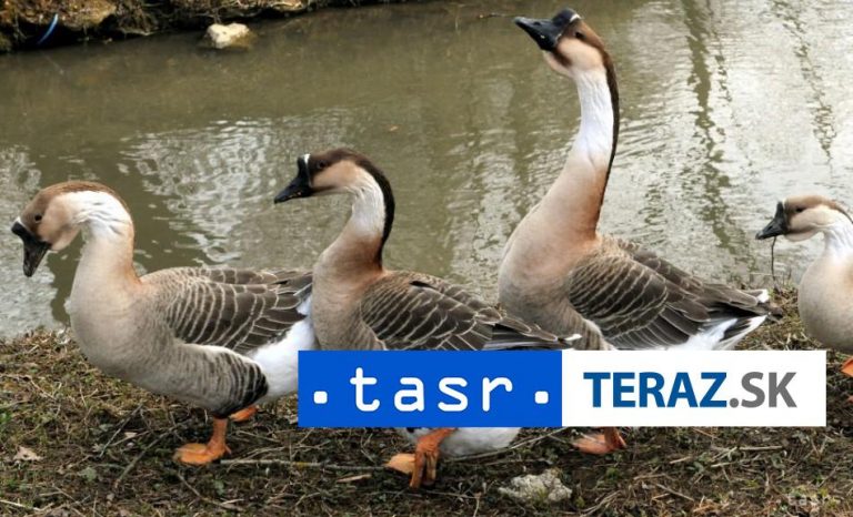 Veterinári potvrdili vírus vtáčej chrípky v oravskej obci Liesek