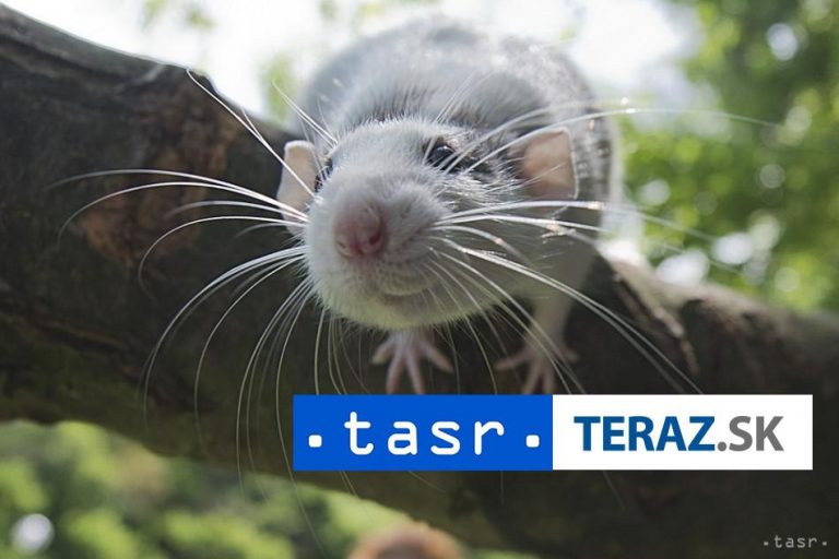 V košickej zoo vybudujú chovné centrum pre vtáctvo a malé cicavce