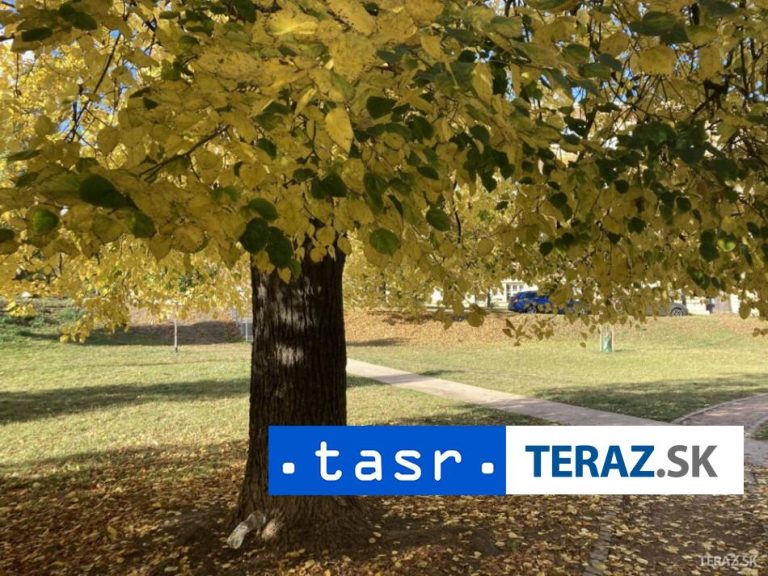 Výrub troch líp v Leviciach si vyžiada uzáveru cesty v meste