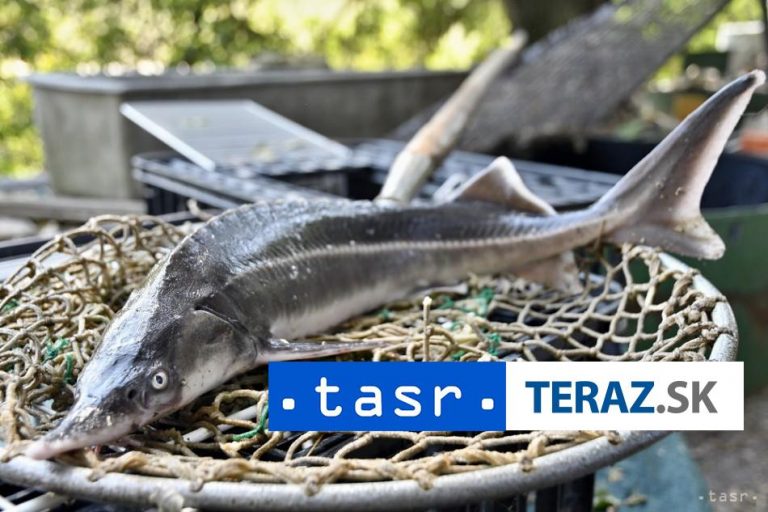 Do vôd Dunaja vplávalo vo štvrtok 12.000 jeseterov malých