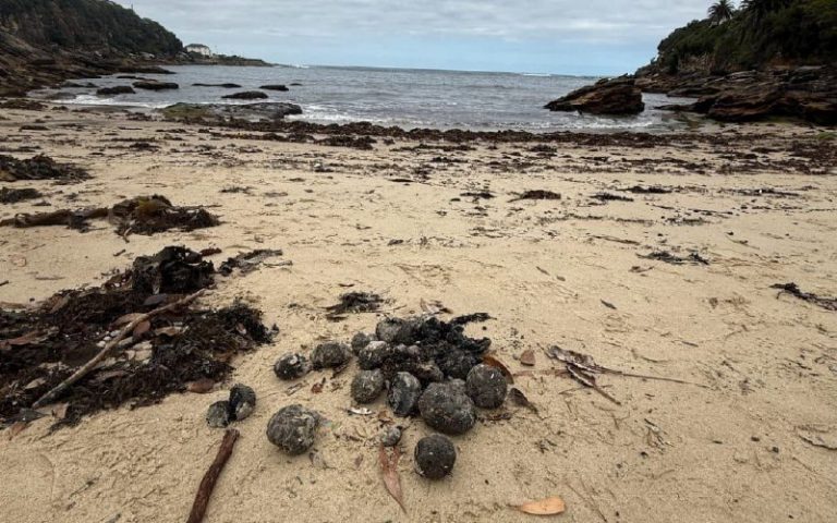 Televízna stanica ABC: Záhadné čierne gule objavené na plážach v Sydney, ktorý…