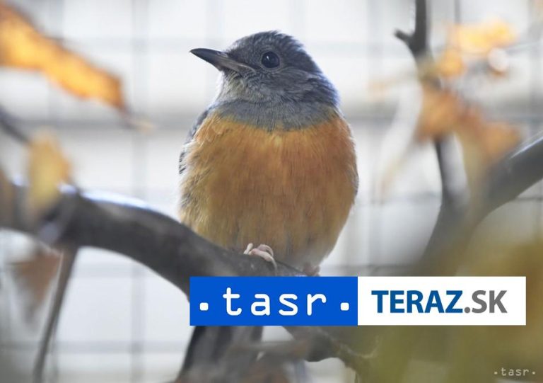 Na Zemplínskej šírave ornitológovia napočítali zimovať 16.000 vtákov