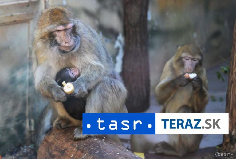 Košické zastupiteľstvo odsúhlasilo vykupovanie pozemkov v zoo