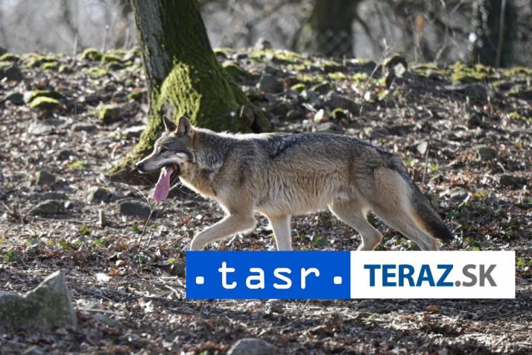 Poľovníci informovali, koľko vlkov zastrelili v aktuálnej sezóne