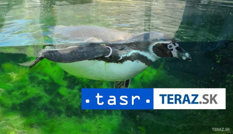 Nízka rozvodovosť je indikátorom úspešnosti tučniaka modrého