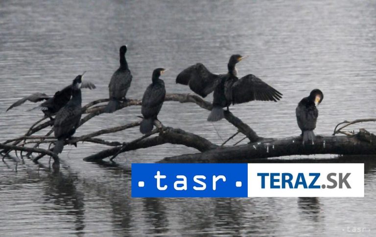 Rybári sa chystajú sčítavať kormorány