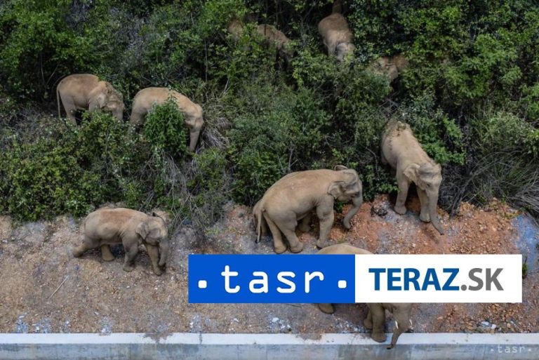 Slony nemôžu žiadať prepustenie zo zoo, lebo nie sú osobami