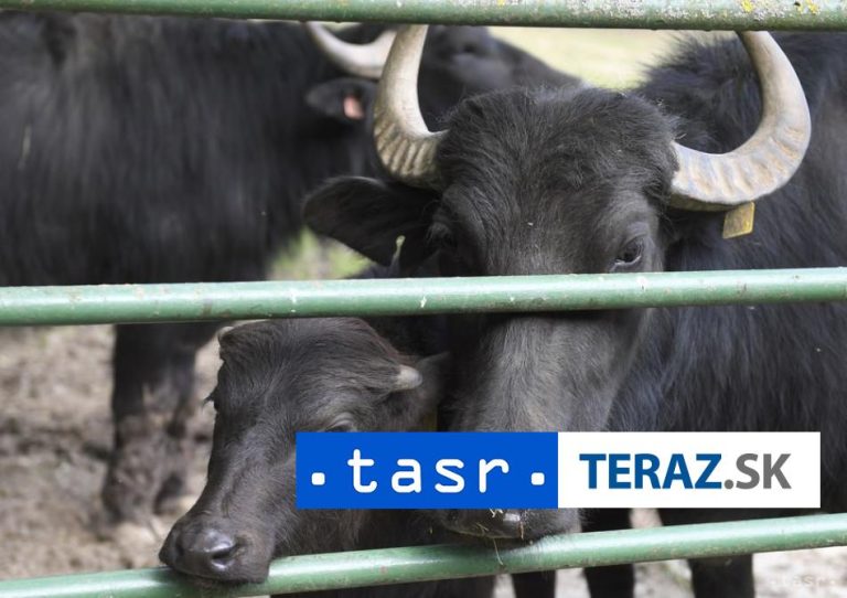 V Nemecku po zistení slintačky a krívačky zakázali prevozy zvierat