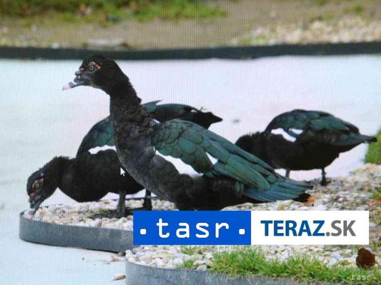 V USA zomrel prvý človek infikovaný vírusom vtáčej chrípky