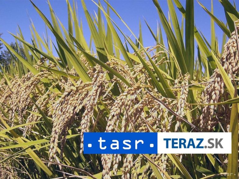 Japonská vláda z dôvodu vysokých cien uvoľní núdzové zásoby ryže