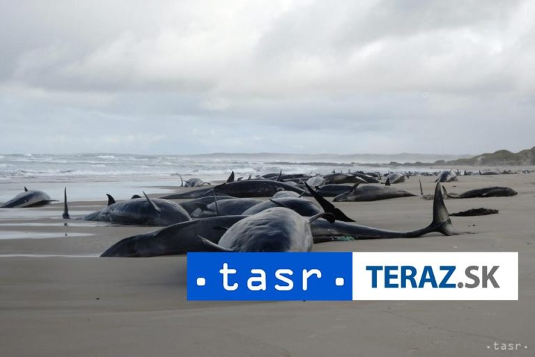 Na pláži v Tasmánii uviazlo vyše 150 kosatiek, desiatky už uhynuli