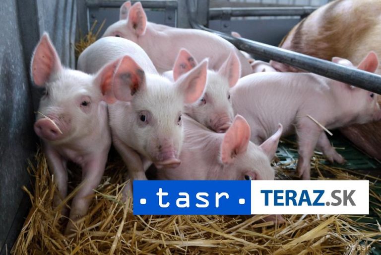 Do ČR bude zas možné voziť zvieratá, končia i kontroly na hranici