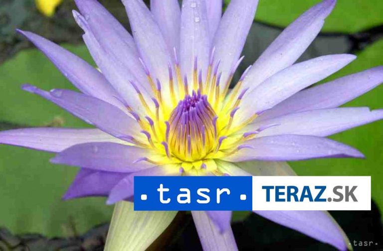 Festival jarnej záhrady Gardeniáda oživuje tradíciu veľkých výstav