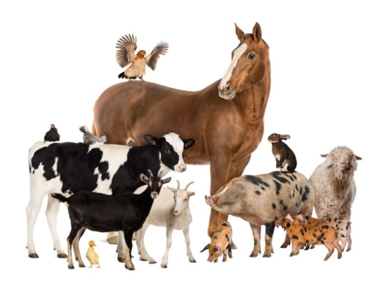 Hospodárske zvieratá, ktoré sa nachádzajú mimo reštrikčných pásiem, je od stred…