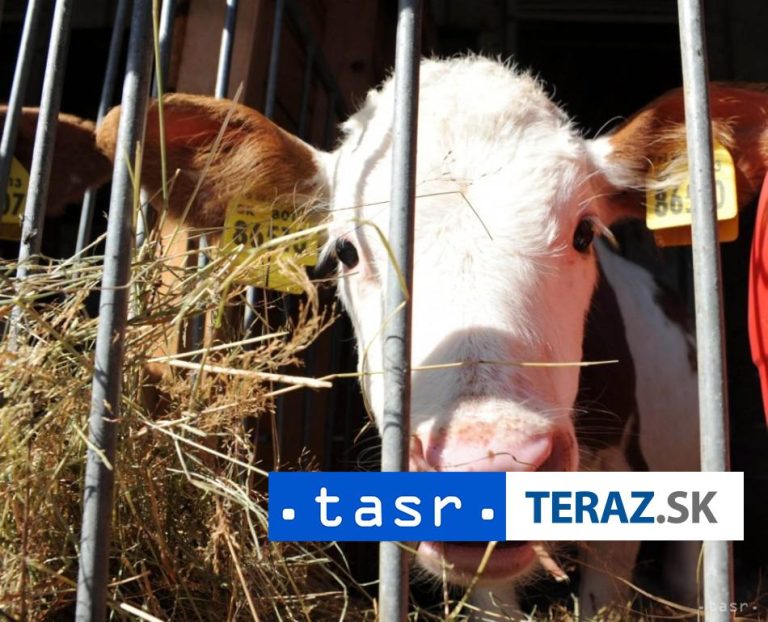 Usmrcovanie dobytka na farme v Ňárade pokračuje aj v pondelok