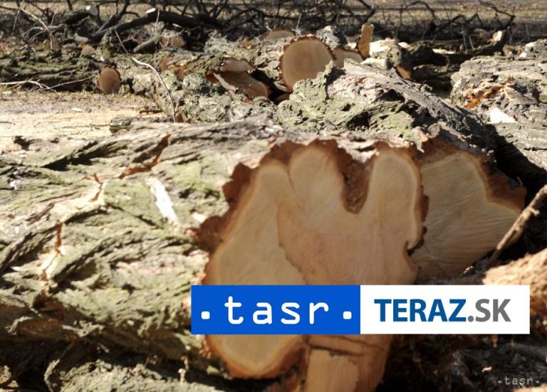 V Detve prebieha výrub starých topoľov, nahradia ich nové stromy