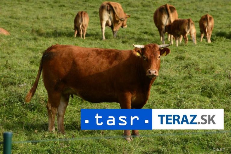 V Ludrovej pôsobí veterinár pre opatrenia slintačky dennodenne