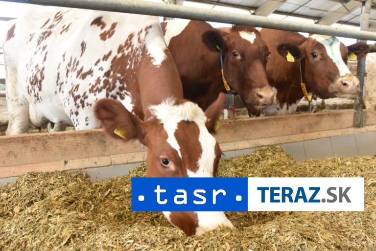 Hospodárske zvieratá je možné prepravovať na schválené bitúnky