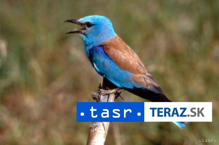 Prvý aprílový deň patrí vtáctvu, vtákom roka je krakľa belasá