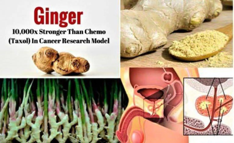 Zázvor (Zingiber officinale Roscoe) je široko používaný ako liečivá rastlina. Po…