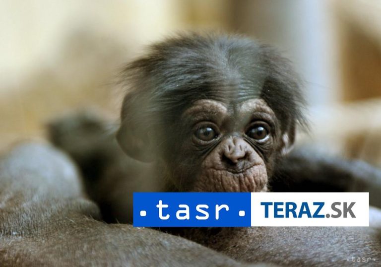 OPITÉ ŠIMPANZY:Zachytili ich, ako sa delia o ovocie s obsahom alkoholu