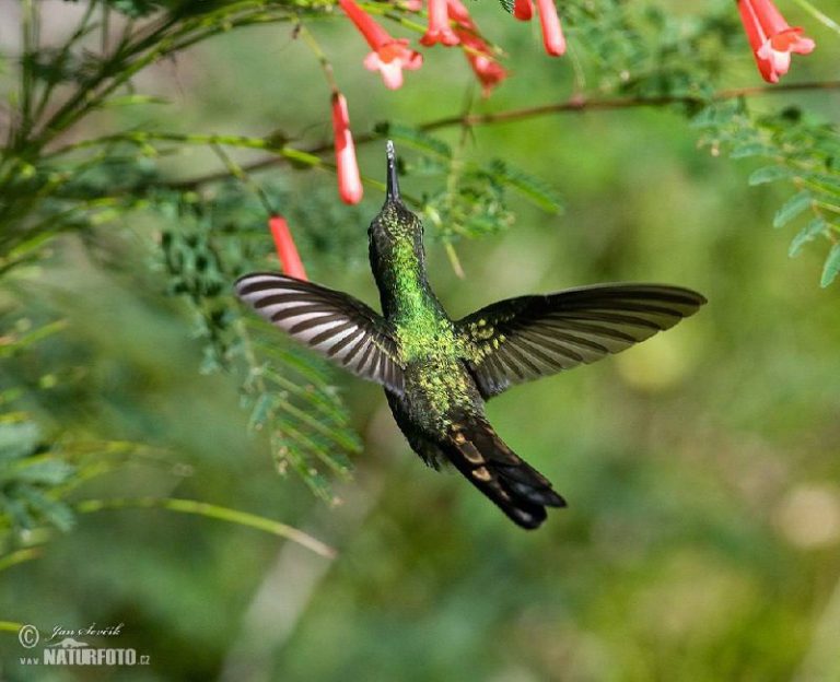 V lese vypukol veľký požiar. Všetky zvieratá v panike utekali, pretože oheň bol …