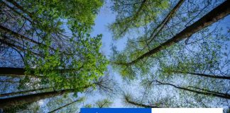 Berlín plánuje do roku 2040 vysadiť podľa nového zákona milión stromov