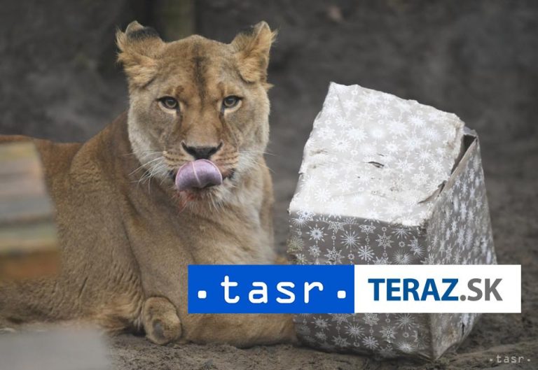 Košická zoo prišla kvôli zdravotnému stavu o levicu Lauru
