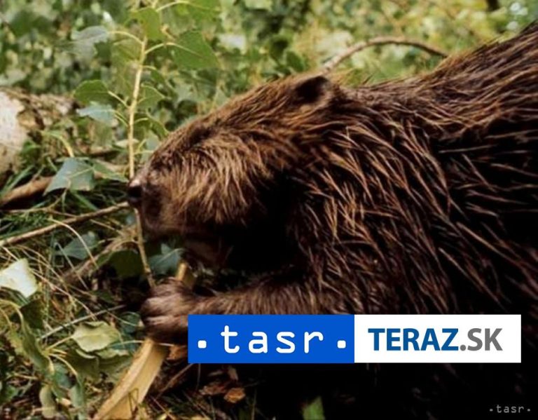 Ťažba v Poloninách podľa ochranárov zničila biotop chráneného bobra