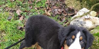 Vláda Južného Tirolska odložila daň za psov pre turistov