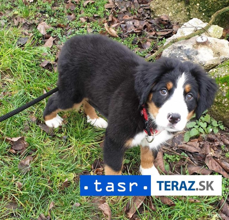 Muža z obce Ihľany uznal súd vinným