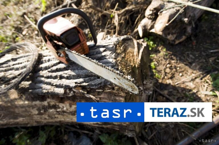Navrhli obžalovať muža, ktorý nelegálne vyrúbal takmer 400 stromov