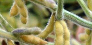 Pestovatelia sóje v USA žiadajú od Trumpa obchodnú dohodu s Čínou