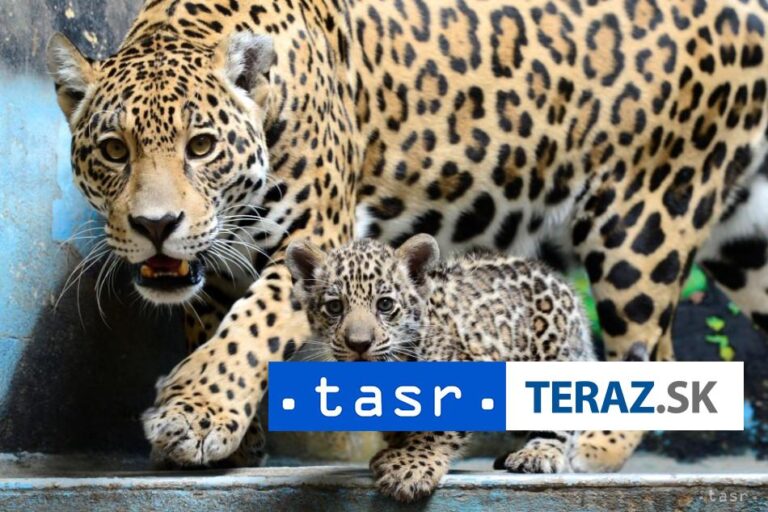 Populácia jaguárov v Mexiku narástla, no stále im hrozí vyhynutie