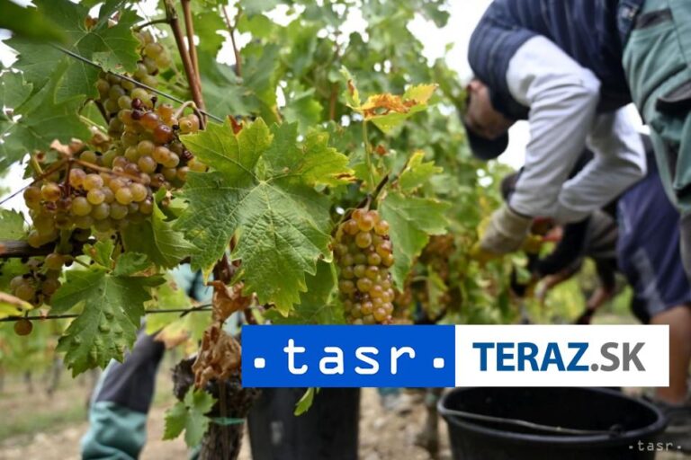 Bratislavská mestská časť Rača opäť ožíva tradičným vinobraním