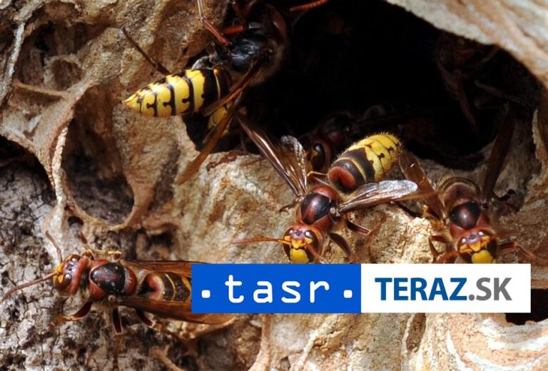 Hasiči odchytili sršne v blízkosti budovy školy v Brezolupoch