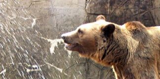 Dedinka v Kosove požiadala o pomoc pri riešení problému s medveďmi