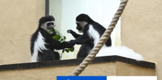 Bojnická zoo zrekonštruovala pavilón opíc