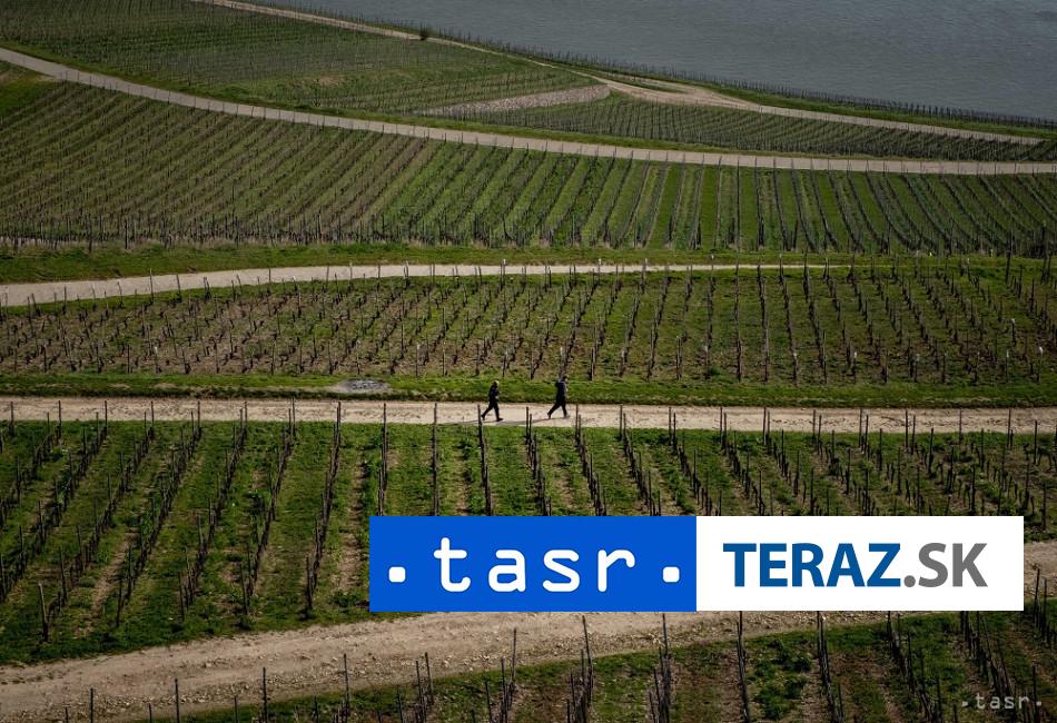 Kalifornske-vinice-upadaju-pestovatelia-hrozna-ich-opustaju.jpg