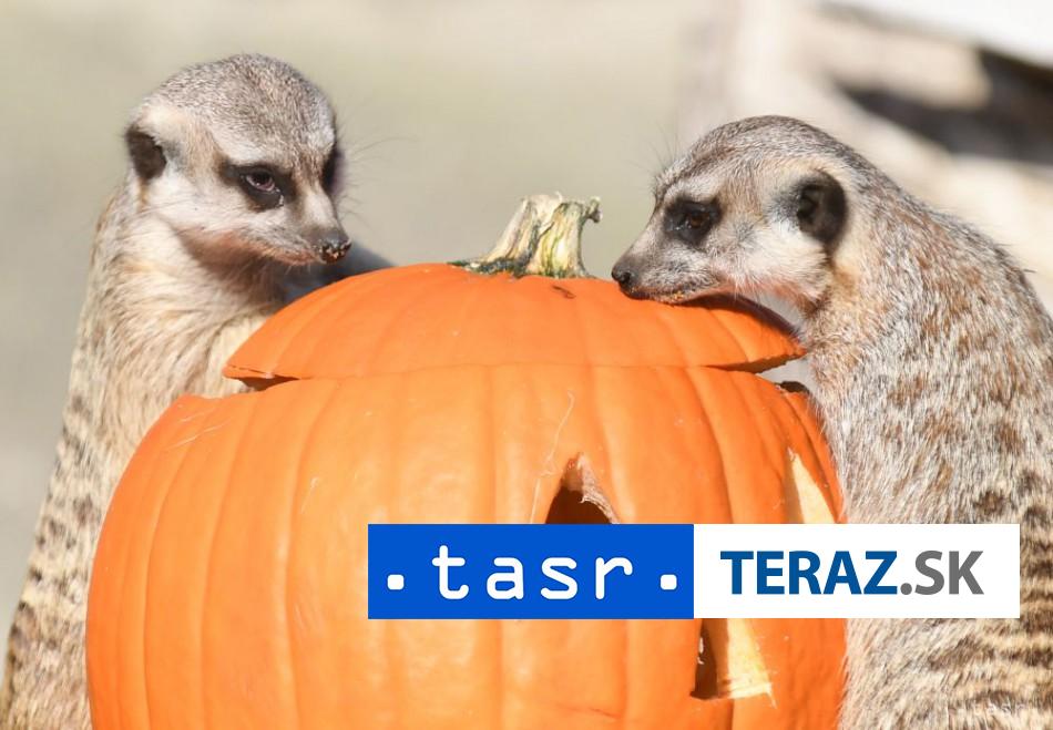 Kosicku-zoo-pocas-Tyzdna-duchov-spestria-strasidelne-tekvice.jpg