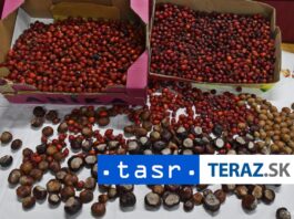 Jedlé gaštany prispievajú k podpore zdravého srdcovo-cievneho systému