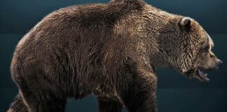 Kanada pridáva stretnutia s medveďmi do zoznamu japonských cestovných rizík