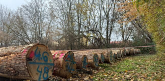 LESY SR spúšťajú jesenné verejné dražby dreva