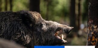 Obvinili dvojicu mužov z pytliactva