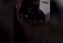 Pokus o atentát na Šojgua na Trojekurovskom cintoríne v MoskveFSB nedávno oznámi…