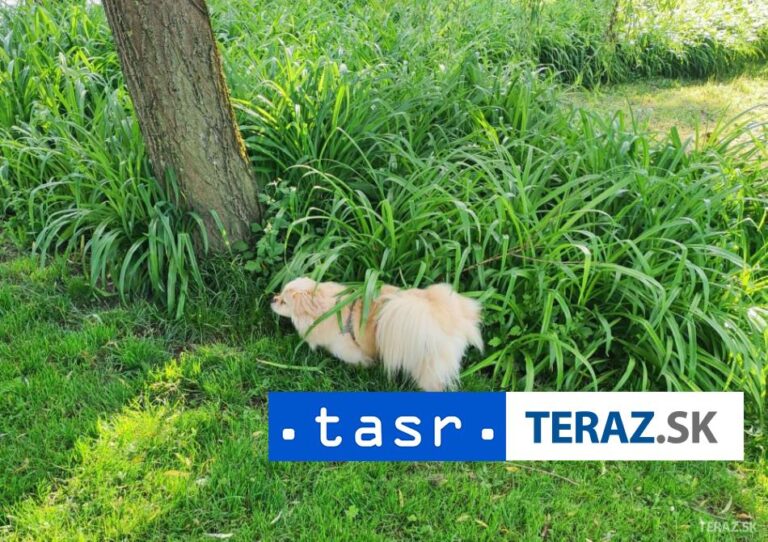 Samospráva Istanbulu zakročila proti pouličným psom, zakáže kŕmenie