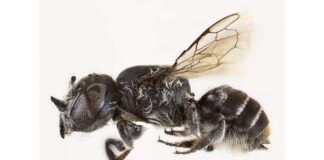 V Austrálii objavili včelu „Lucifer“ s diabolskými rohmi