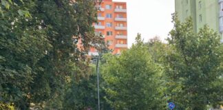 V Liptovskom Mikuláši vysádzajú novú zeleň ešte pred zimou