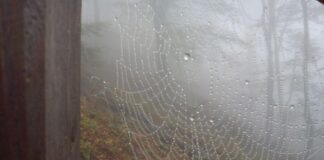 Výskumníci objavili najrozsiahlejšiu sieť pavučín na svete